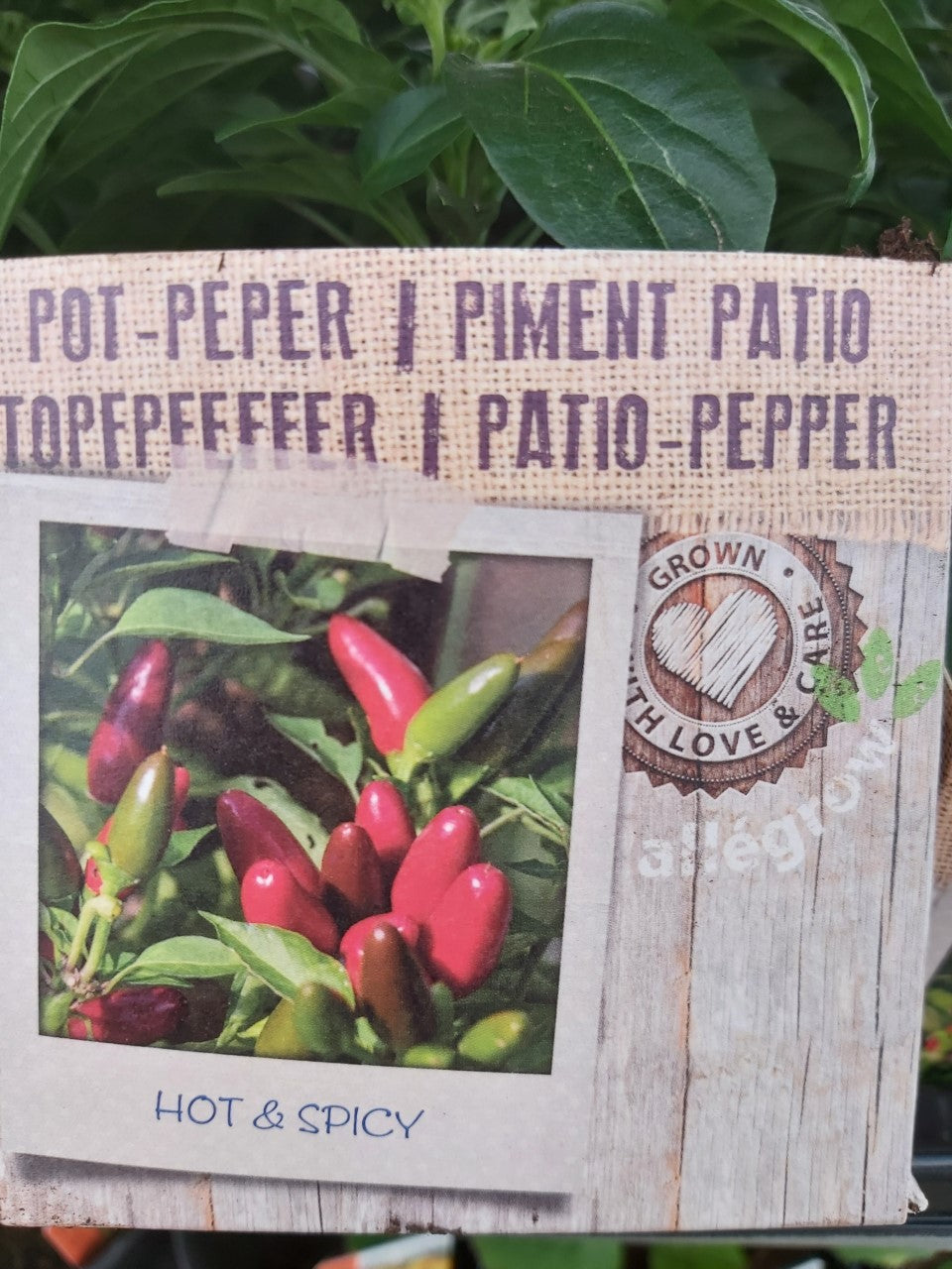 Pot Peper extra pikant 1 plant