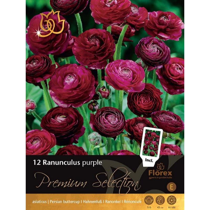 Premium Ranunculus Purple 12st