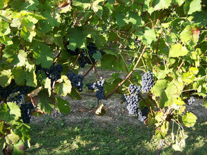 Vigne Prior sur porte-greffe SO4 (Piwi - résistant)