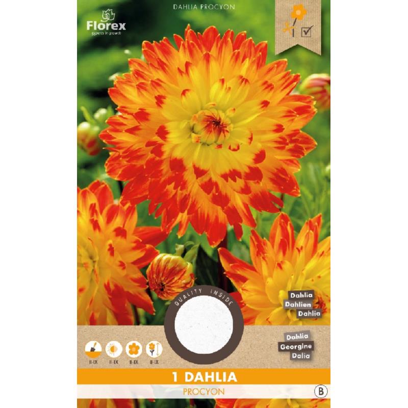 Dahlia Decoratief Procyon Geel/Rood 1st.