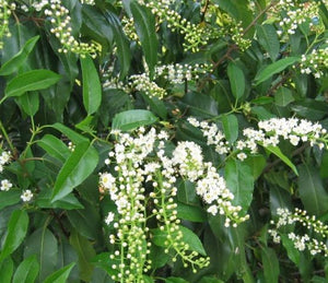 Laurier du Portugal (Prunus lusitanica 'Angustifolia') - en pot 3L - 40/50 cm