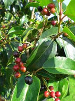 Laurier du Portugal (Prunus lusitanica 'Angustifolia') - en pot 3L - 40/50 cm