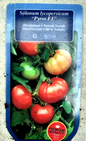 Tomate à viande type Pyros F1 (résistante) en pot 1 plante 