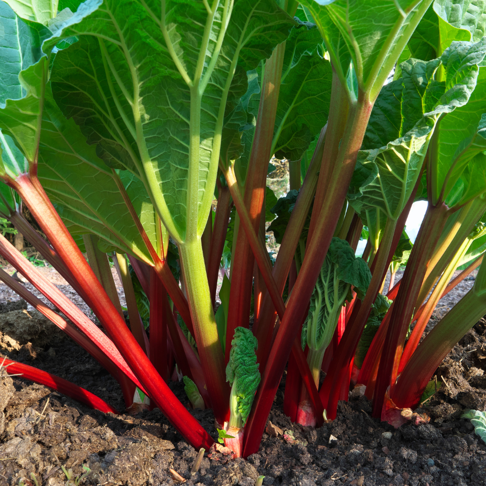 Rabarber 'Ruby Jack' - Blote wortel