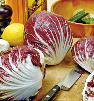 Radicchio plantjes BIO 5 stuks