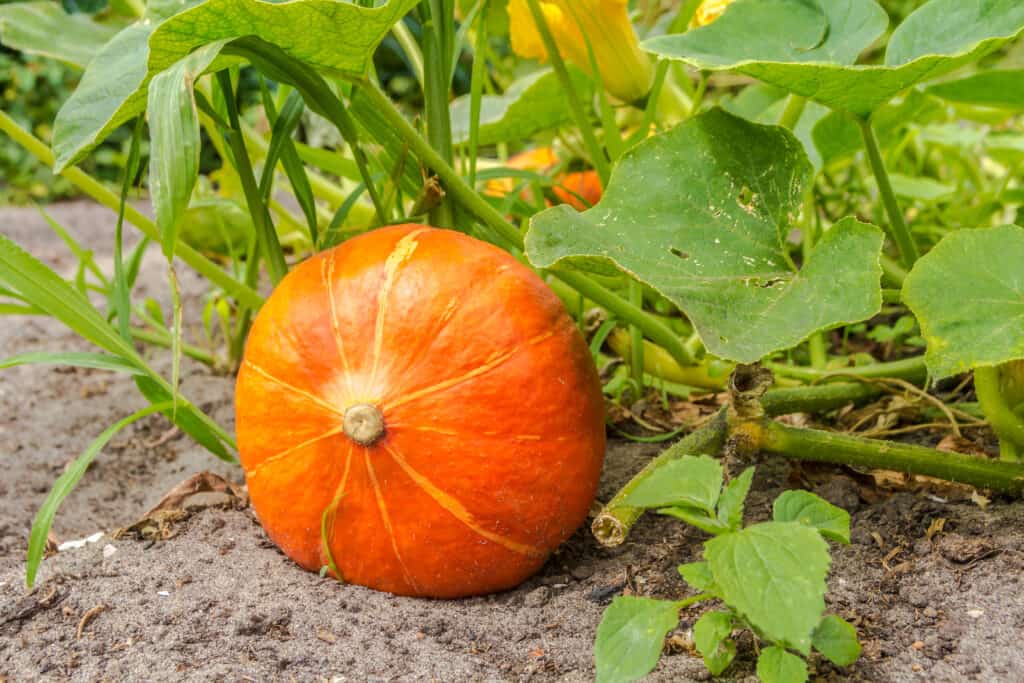 Citrouille Rouge d'Etampes en pot 1 plante 