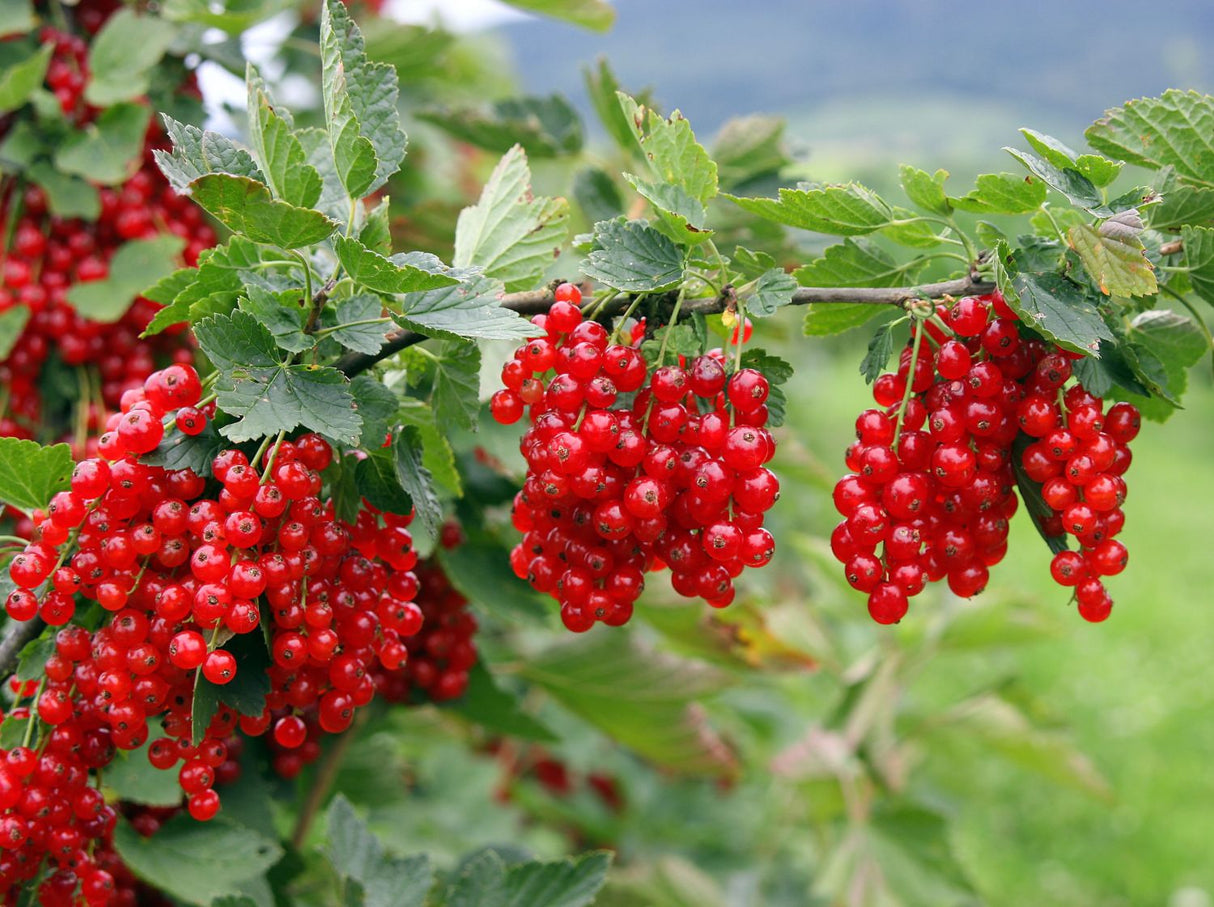 Rote Johannisbeere 'Jonkheer van Tets' BIO