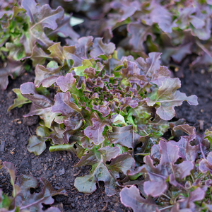 Rode eikenbladsla plantjes 5 stuks BIO