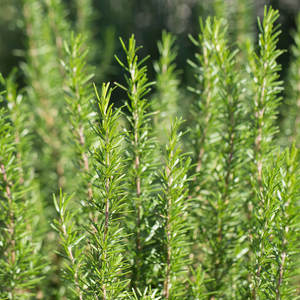 Rozemarijn (rosmarinus officinalis) BIO
