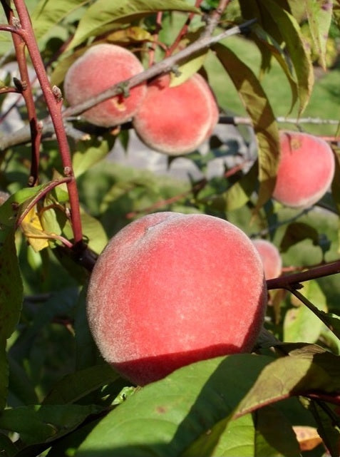 Pfirsichbaum Rotblättrige Rubira