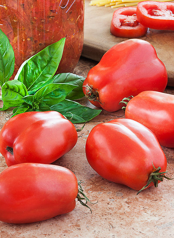 Pruim Tomaat San Marzano in pot 1 plant