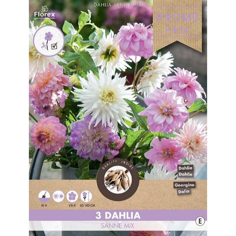 Dahlia Décoratif Sanne mix 3 pcs.