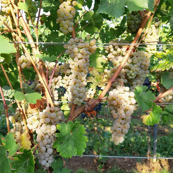 Vigne Sauvitage sur porte-greffe 125 AA (Piou - résistant)