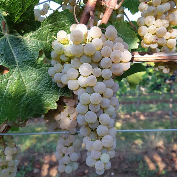 Vigne Sauvitage sur porte-greffe 125 AA (Piou - résistant)