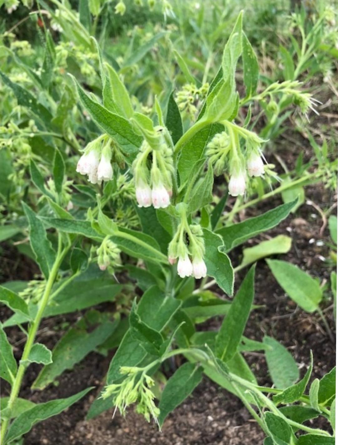 Russischer Beinwell im 9 cm Topf Symphytum x uplandicum 'Bocking 14'