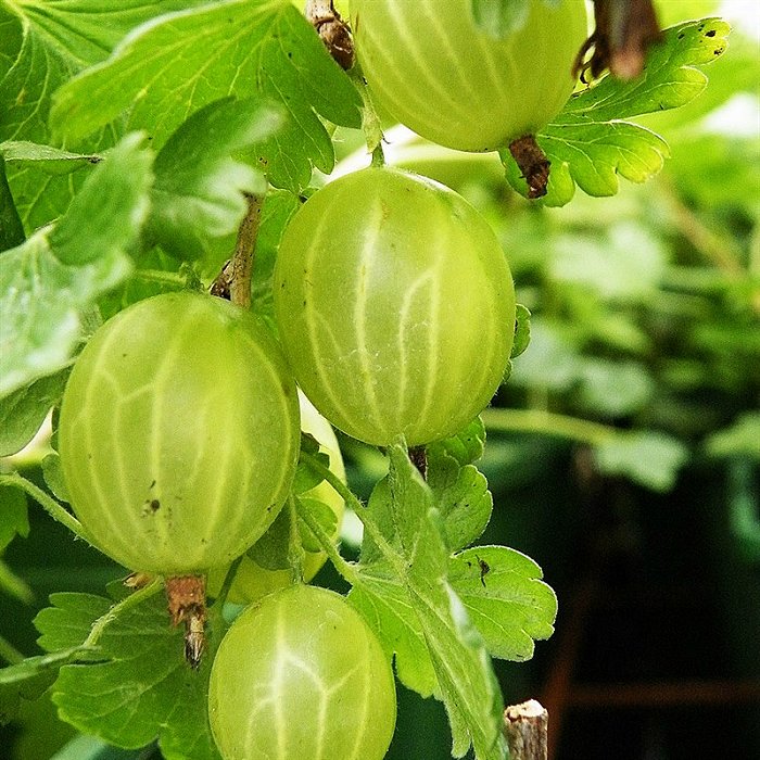 Groseille BIO / Groseille verte - Ribes Uva Crispa 'Hinnonmaki Green' en pot de 2 litres