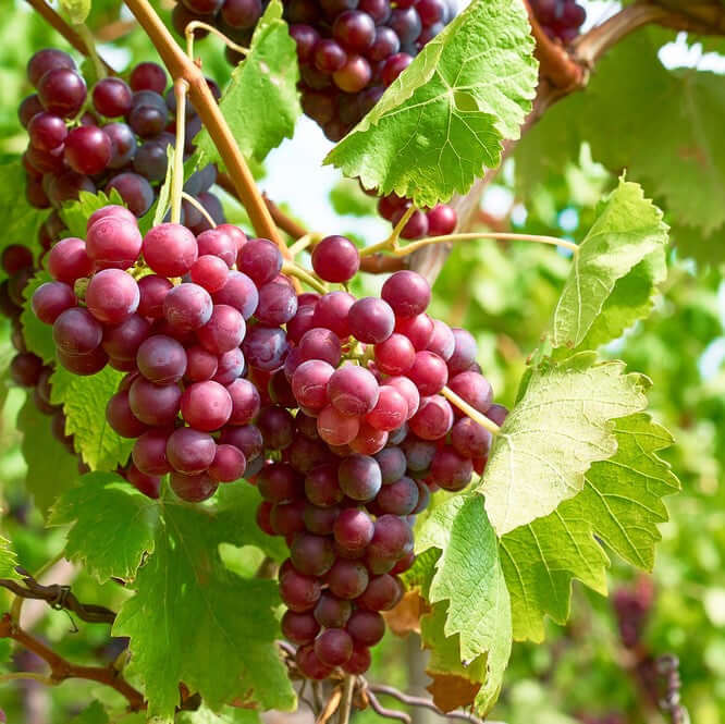 Raisin rose sans pépins 'Suffolk Red' (en pot de 4 litres) - 80 cm de haut