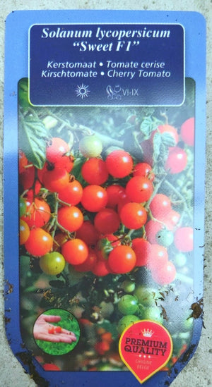 Tomate cerise rouge type Sweet F1 en pot 1 plante