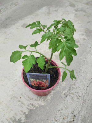 Tomate cerise rouge type Sweet F1 en pot 1 plante