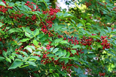 Sichuanpfeffer (Zanthoxylum simulans) Pflanze – 1 Jahr alter Sämling auf nackter Wurzel