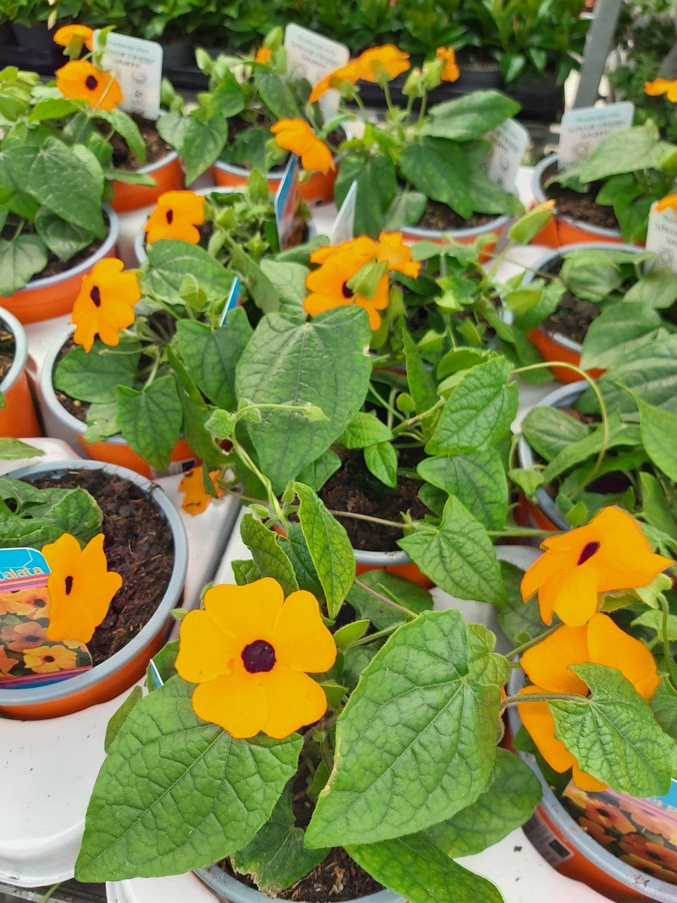 Suzanne-met-de-mooie-ogen (Thunbergia alata) in pot - 1 plant