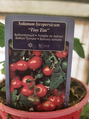 Tomate cerise en pot type Tiny Tim plants rouges 1 plant