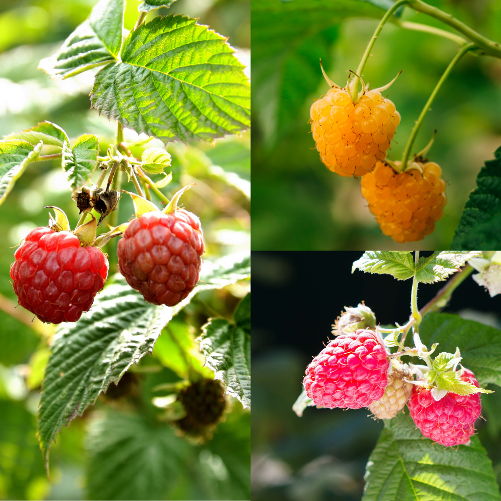 Trio kleinfruit frambozen - 3 soorten frambozen in 1 pot