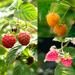 Trio kleinfruit frambozen - 3 soorten frambozen in 1 pot