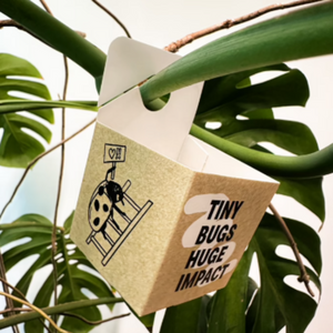 Uitzetdoosjes voor nuttige insecten - 5 stuks