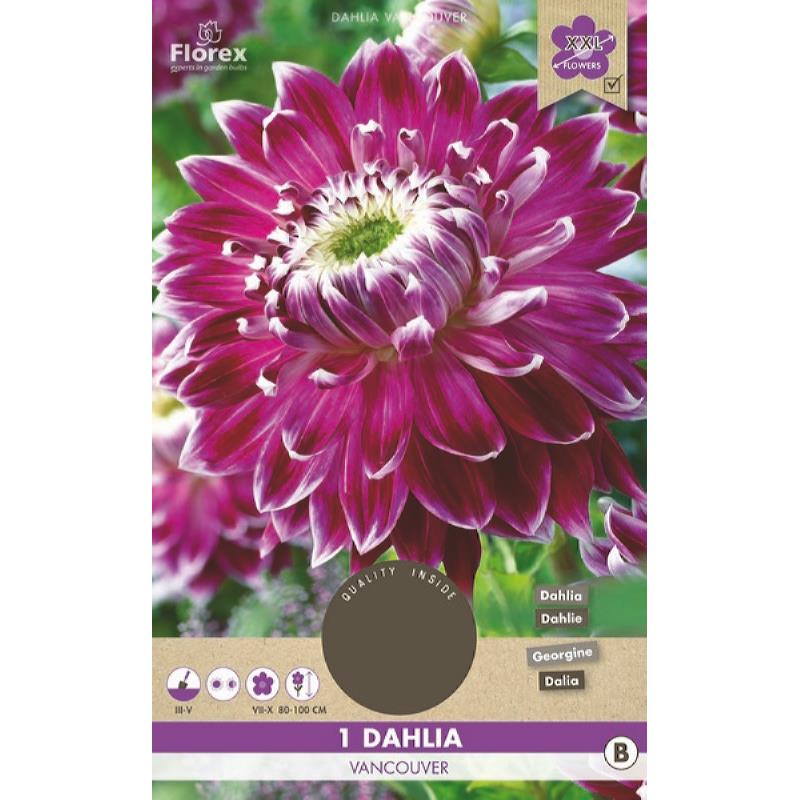 Dahlia Speiseteller Vancouver XXL 1.