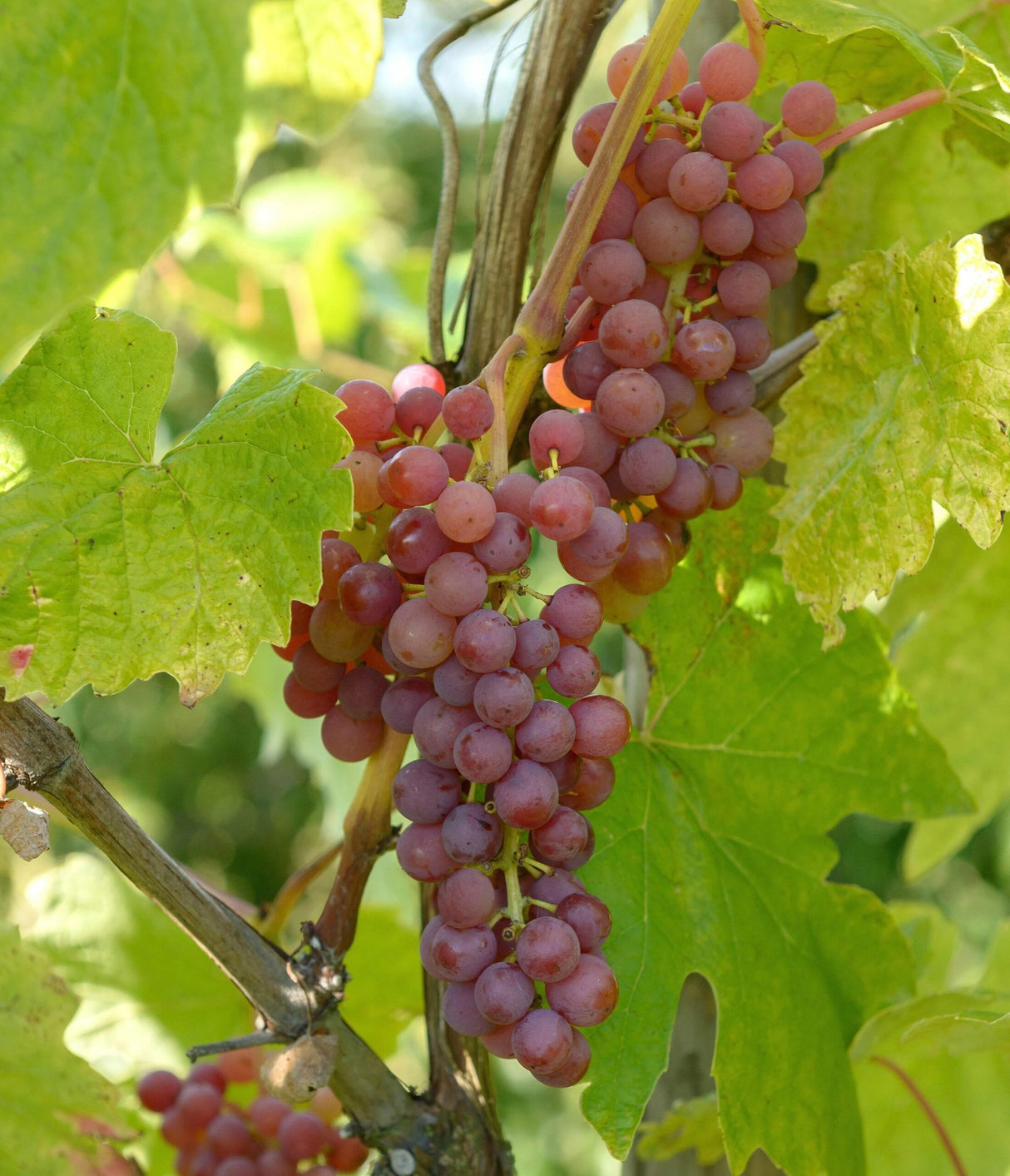 Raisin rose 'Vanessa' (en pot de 4 litres) - 80 cm de haut