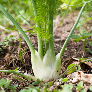 Knolvenkel plantjes 5 stuks BIO