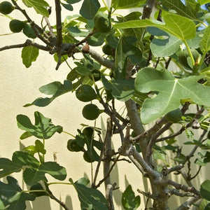 Vijgenboom - Ficus carica 'Brown Turkey' in 2 liter pot - Plukkers.com