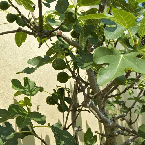 Vijgenboom - Ficus carica 'Brown Turkey' in 2 liter pot - Plukkers.com