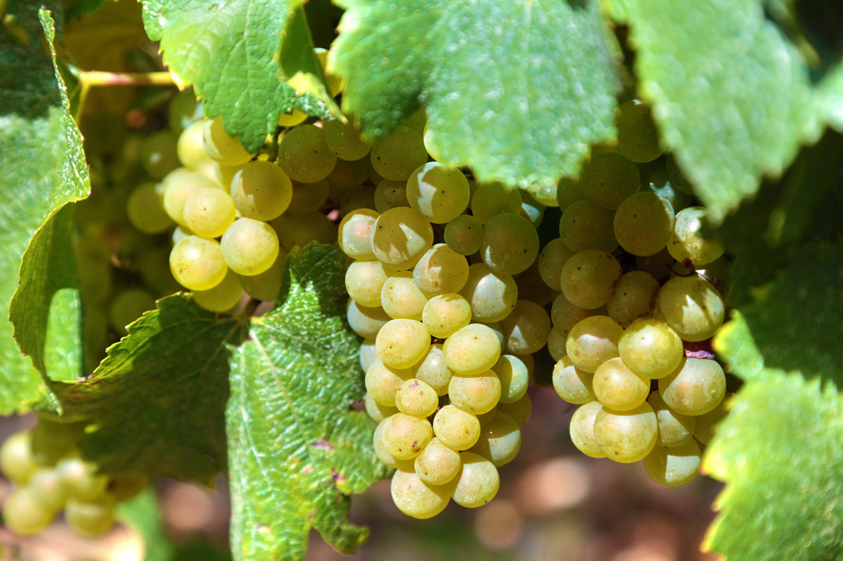 Raisin mangeur jaune sans pépins 'Himrod' (en pot de 4 litres) - 80 cm de haut