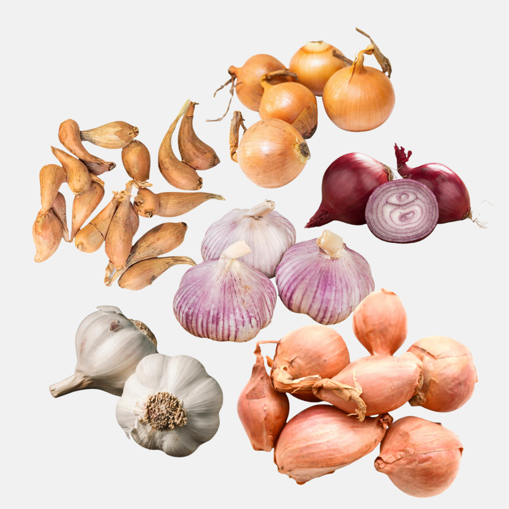 Winter pootgoed pakket - Uien, sjalotten en knoflook