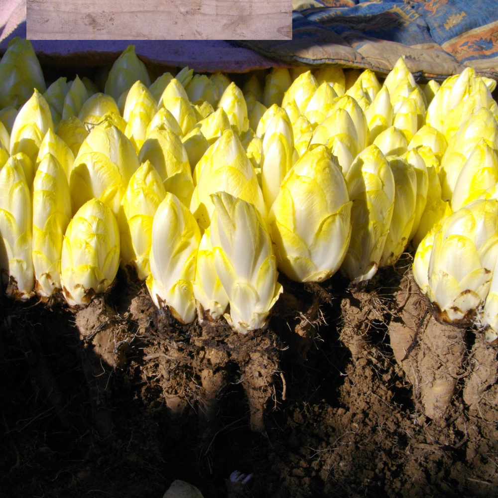 Chicory roots 20 pieces BIO