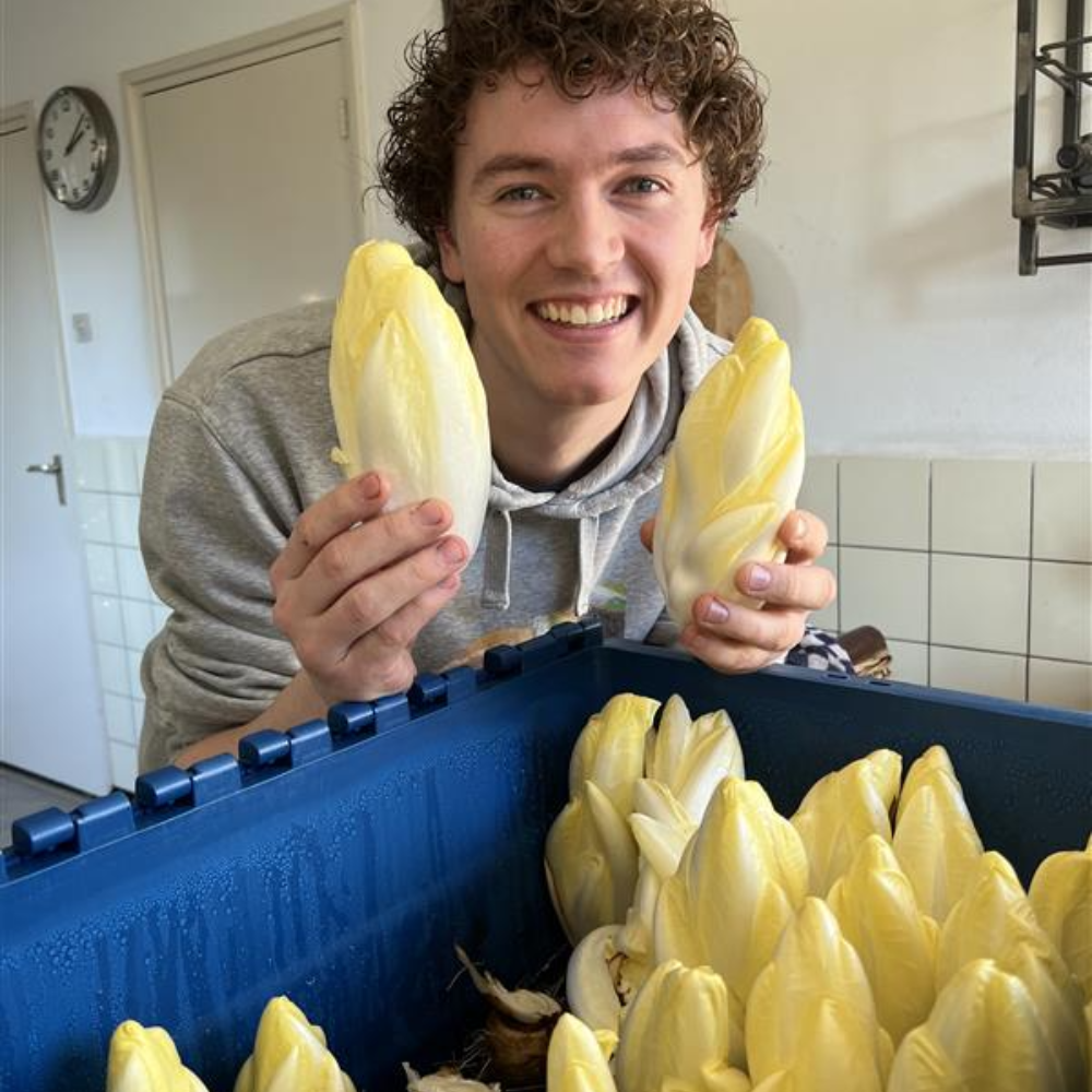 Racines de chicorée +/- 50 pièces – Plukkers.com