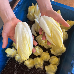 Chicory growing set - Growing tray and 50 chicory roots 
