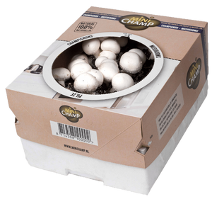 Kweekset Witte Champignons