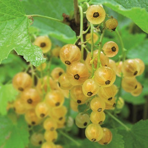 BIO Baies blanches / baies de genièvre / groseille - Ribes rubrum 'Werdavia' en pot de 2 litres