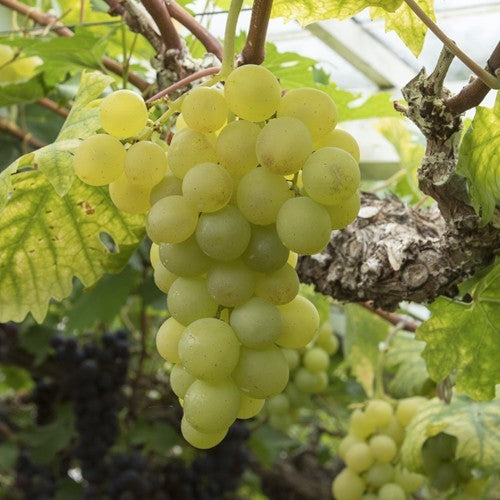 Druif wit wijn & eet Vitis vinifera 'Witte van der Laan' in 2 liter pot