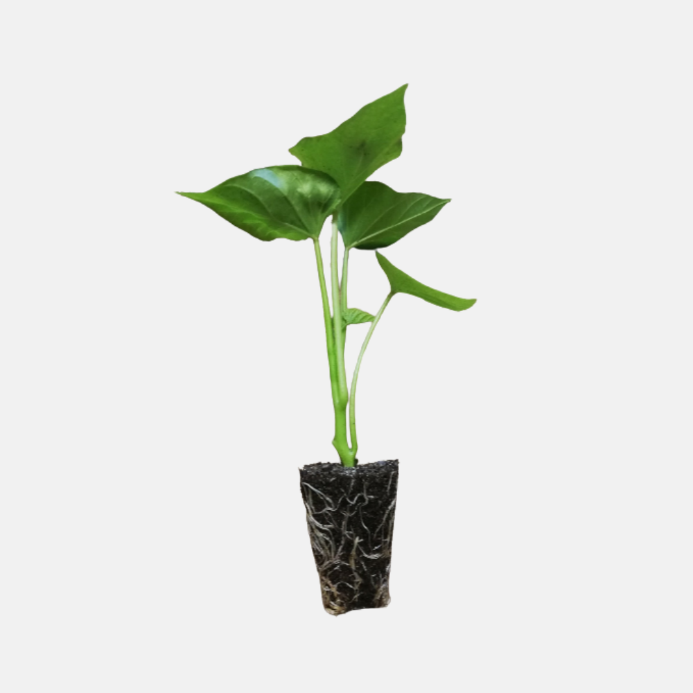 Plants de patate douce orange 'Beauregard' 5 pièces