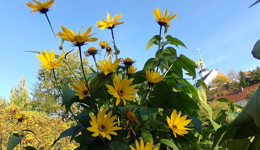 Sunroot (Helianthus strumosus) - 5 tubercules 