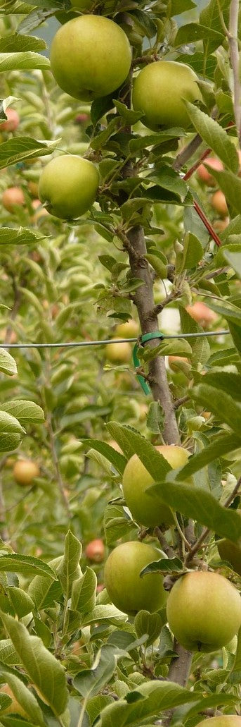 Pomme colonne 'Gold Sensation' - 80cm de haut en pot de 5 litres