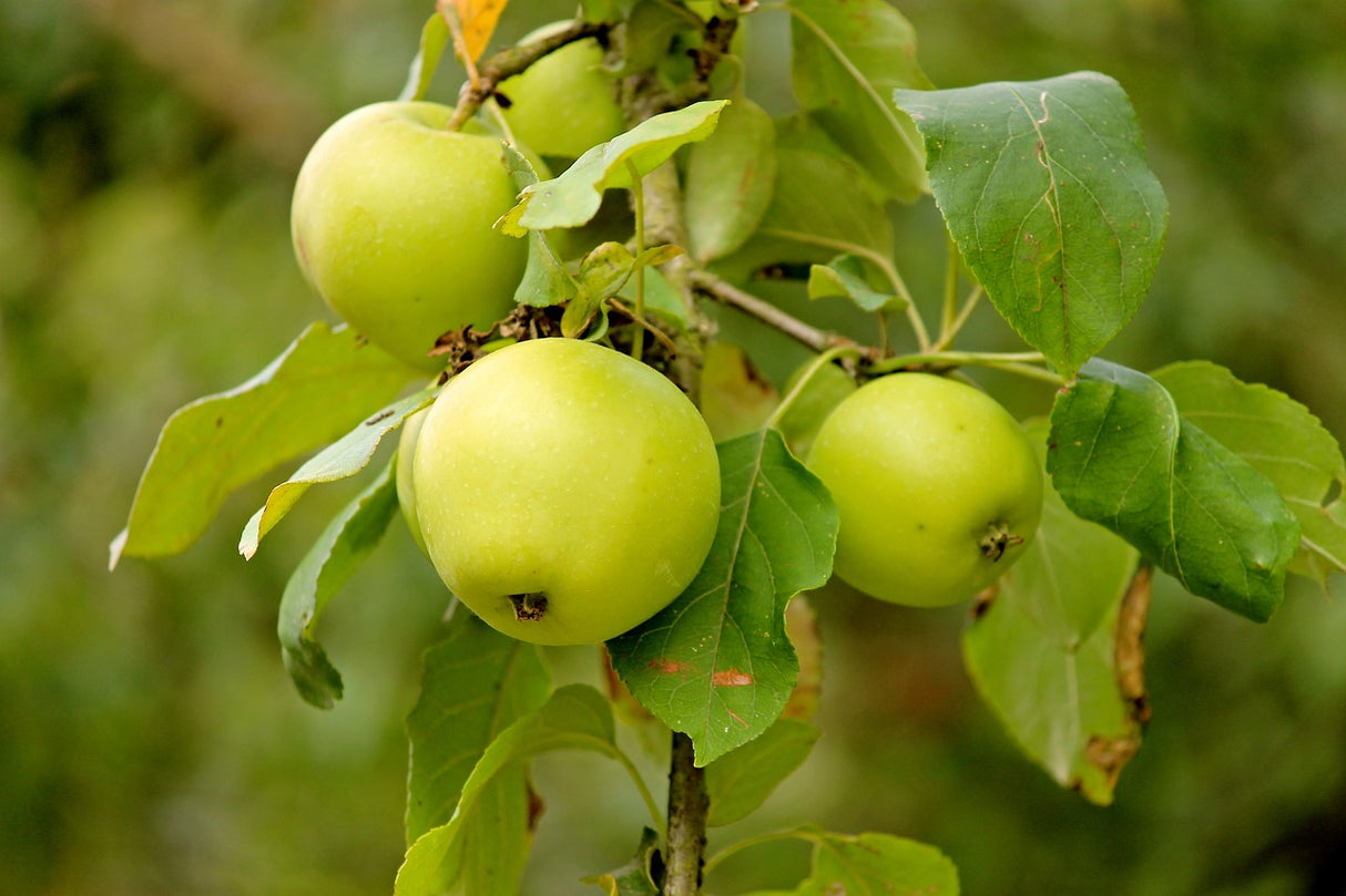 Pomme colonne 'Green Sensation' - 80cm de haut en pot de 5 litres