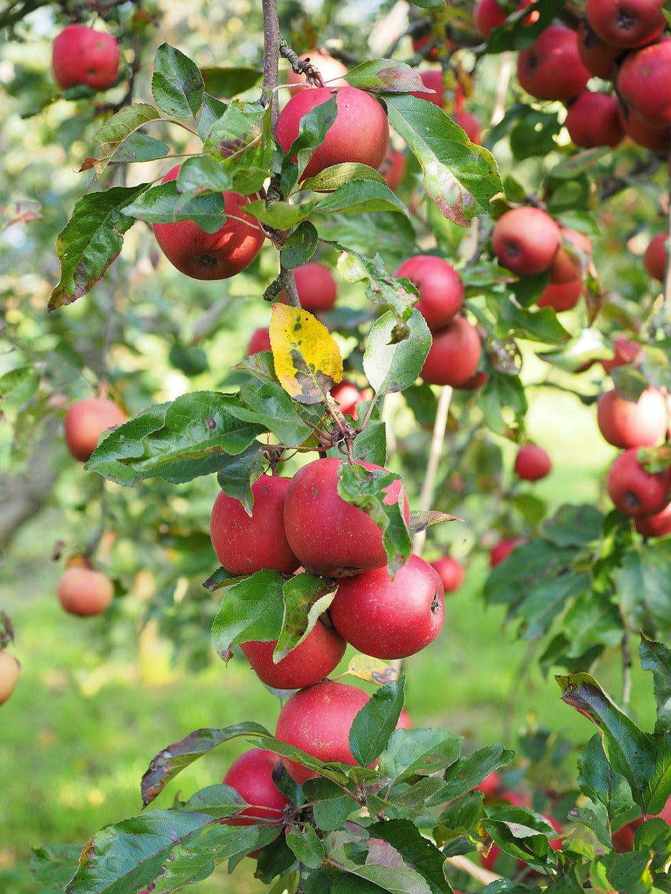 Apfelbaum McIntosch-Säulenbaum