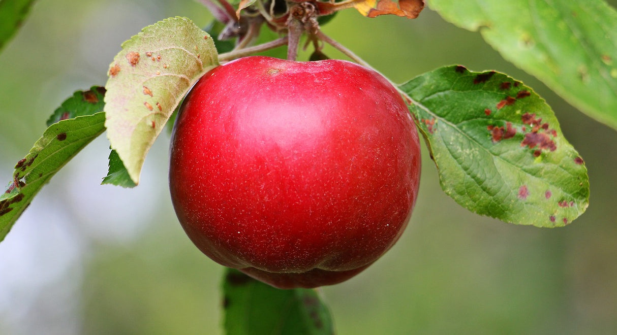 Appelboom Red leaf zuilboom