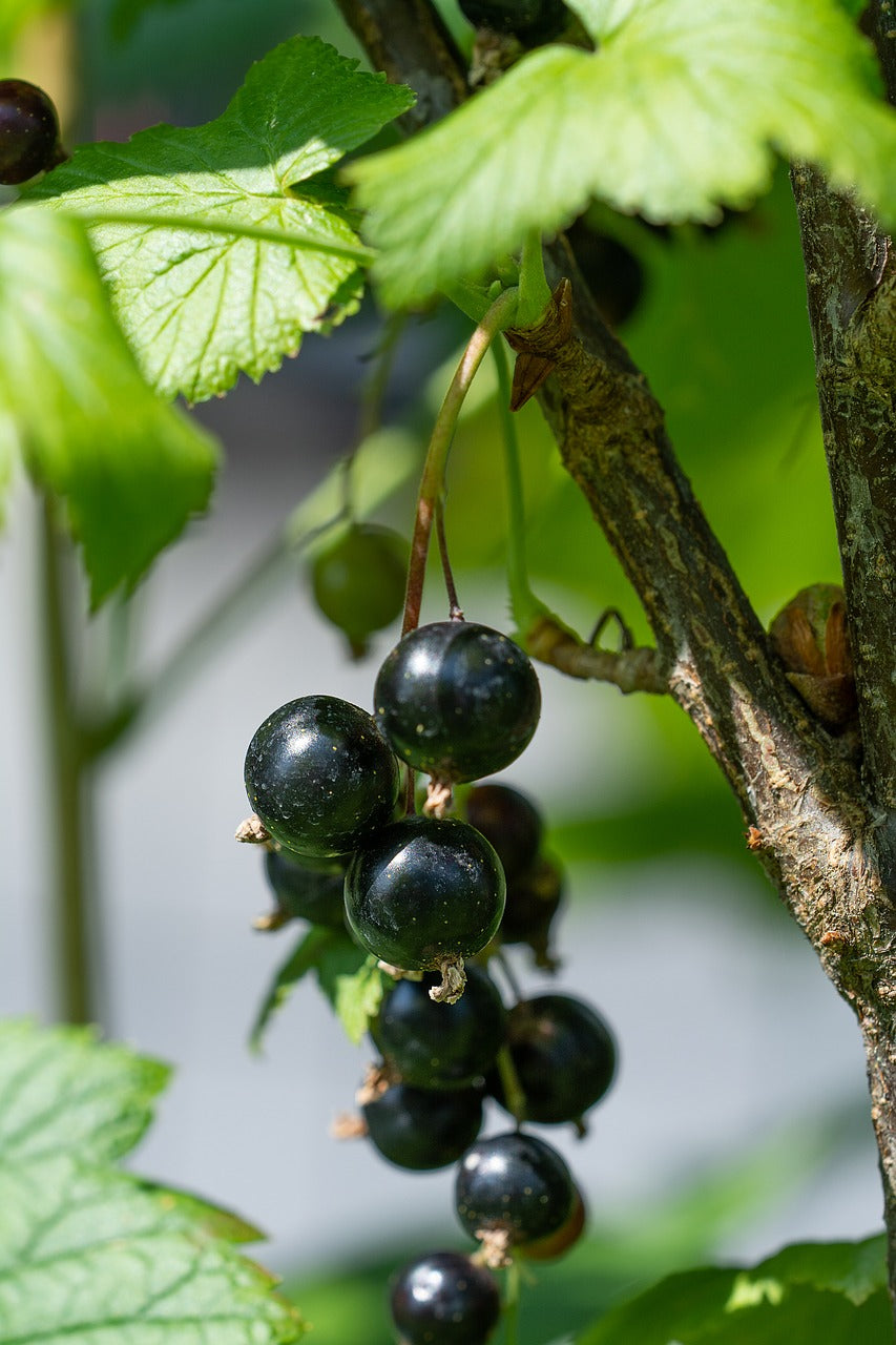 BIO Cassis cassis genévrier / baie de cassis - Ribes nigrum 'Titania' en pot de 2 litres