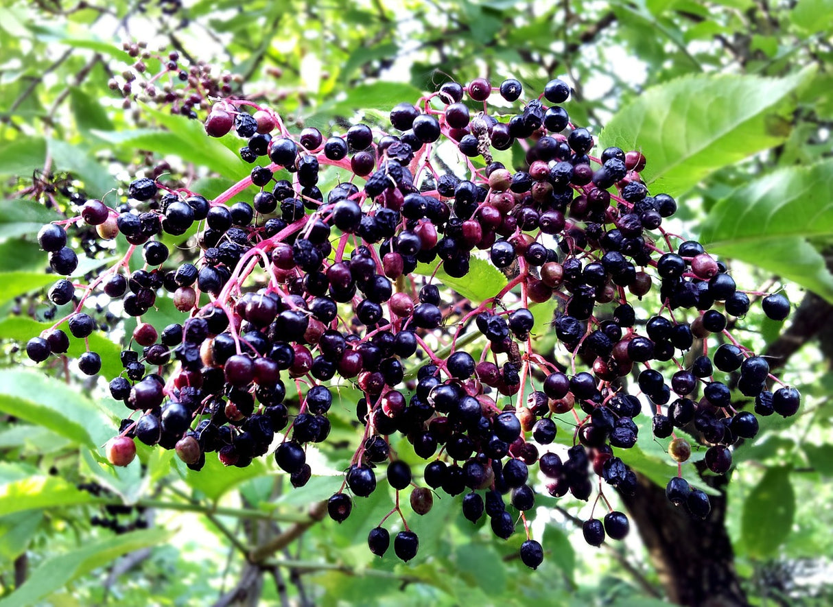 Sureau noir 'Haschberg' - 50 cm de haut en pot de 2 litres